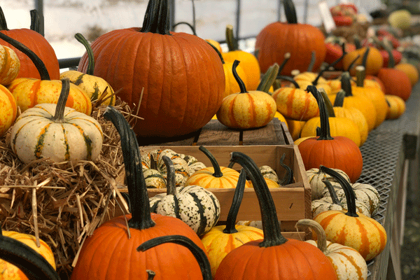 Farmer-Browns-Marketplace-Pumpkins-Apalachin-Tioga-County-NY