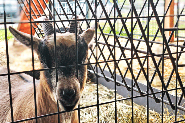 Iron-Kettle-Farm-Goat-Candor-Tioga-County-NY