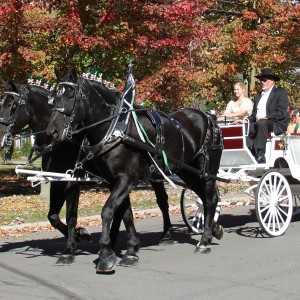 JK-Percherons-Horse-and-Carriage-300×300
