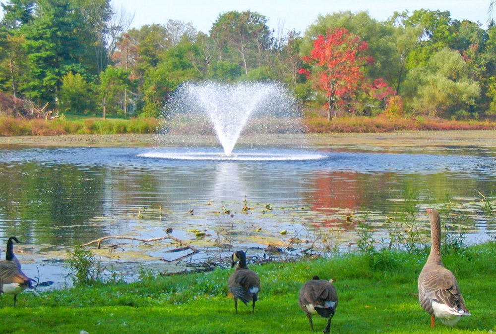 Nichols-Pond-Park-Spencer-Tioga-County-Geese-Fountain