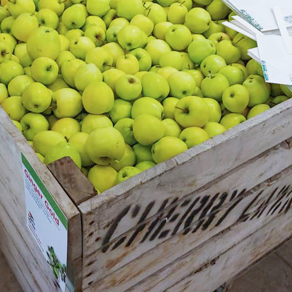 Stoughton Farm Newark Valley Tioga County Apples