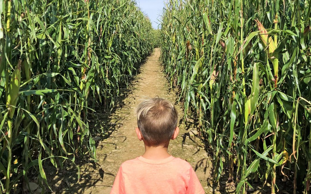 Stoughton Farm Newark Valley Tioga County Corn Maze Kid 1