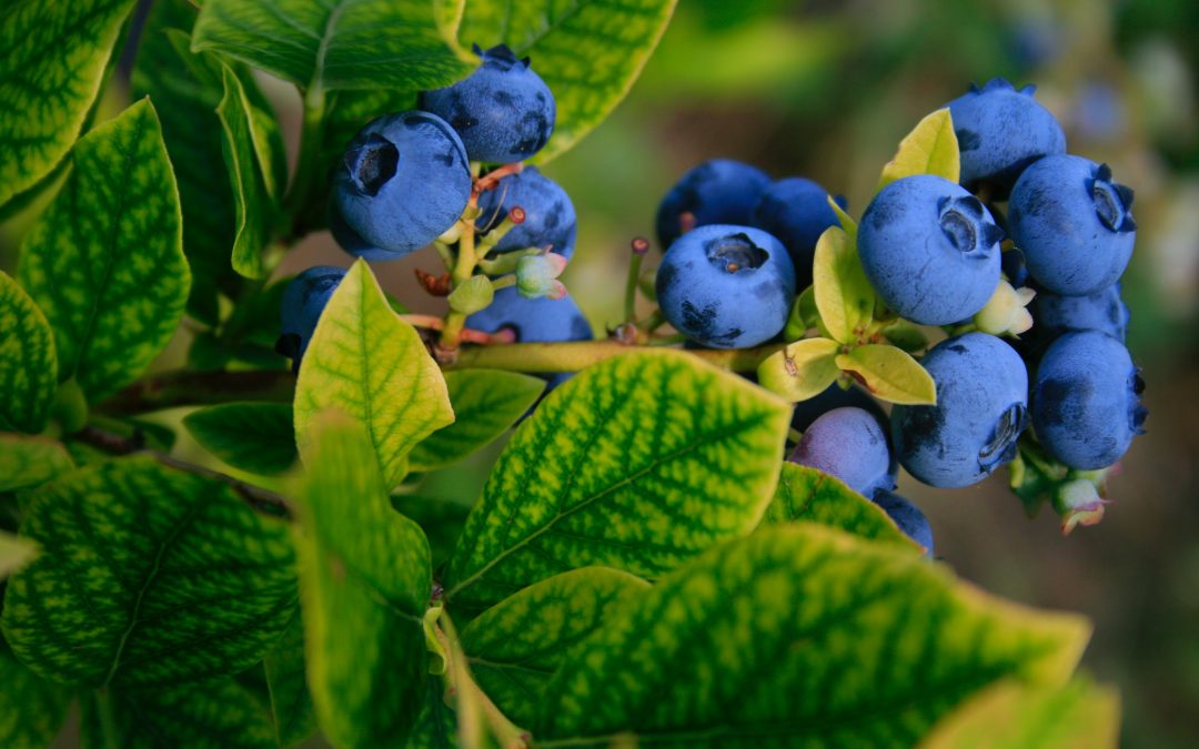 Gary’s Berries